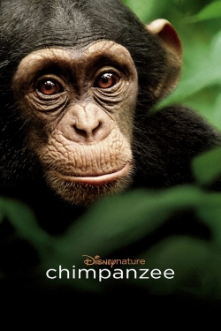 Chimpanzee-hd
