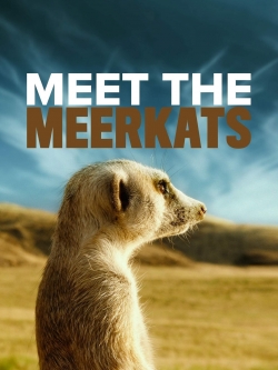 Meet The Meerkats-hd